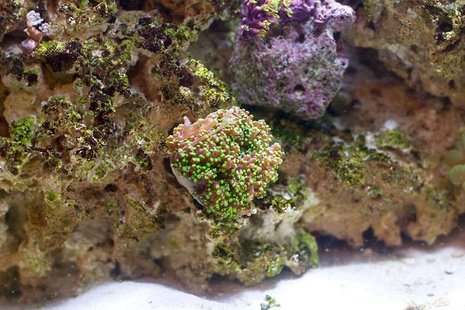 corals inverts - euphyllia paradivisa - frogspawn coral - branched stocking in 29 gallons tank - Grape Frogspawn