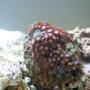 corals inverts - zoanthus sp. - colony polyp stocking in 29 gallons tank - Multi Colored Polyps perched on a rock