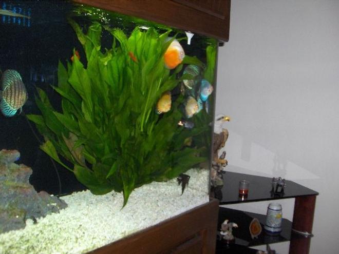 180 gallons planted tank (mostly live plants and fish) - 180 Gallon discus and live plants. The sword plants are 24" tall and 18" wide.
