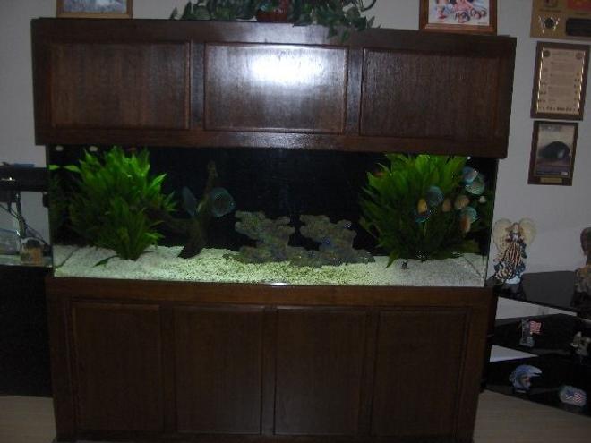 180 gallons freshwater fish tank (mostly fish and non-living decorations) - Here is the full tank.