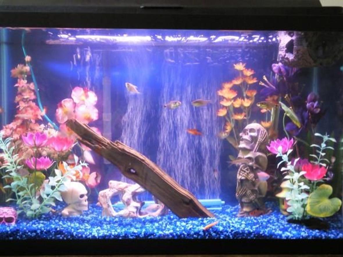29 gallons freshwater fish tank (mostly fish and non-living decorations) - new picture of my fish aquarium. fake plants, drigtwood and rocks. decorated with skulls. wood log floating at top.