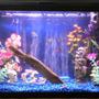 29 gallons freshwater fish tank (mostly fish and non-living decorations) - new picture of my fish aquarium. fake plants, drigtwood and rocks. decorated with skulls. wood log floating at top.