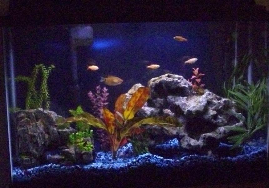Rated #2258: 45 Gallons Freshwater Fish Tank - First posted pic