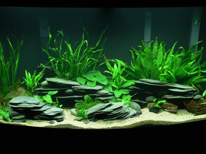 46 gallons planted tank (mostly live plants and fish) - Planted Tanganyikan - 46 gallon Bow