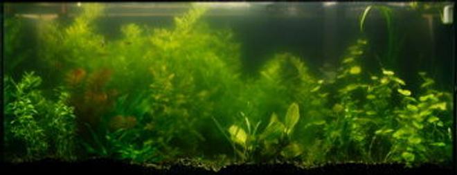 55 gallons planted tank (mostly live plants and fish) - cheap 55 gallon planted tank