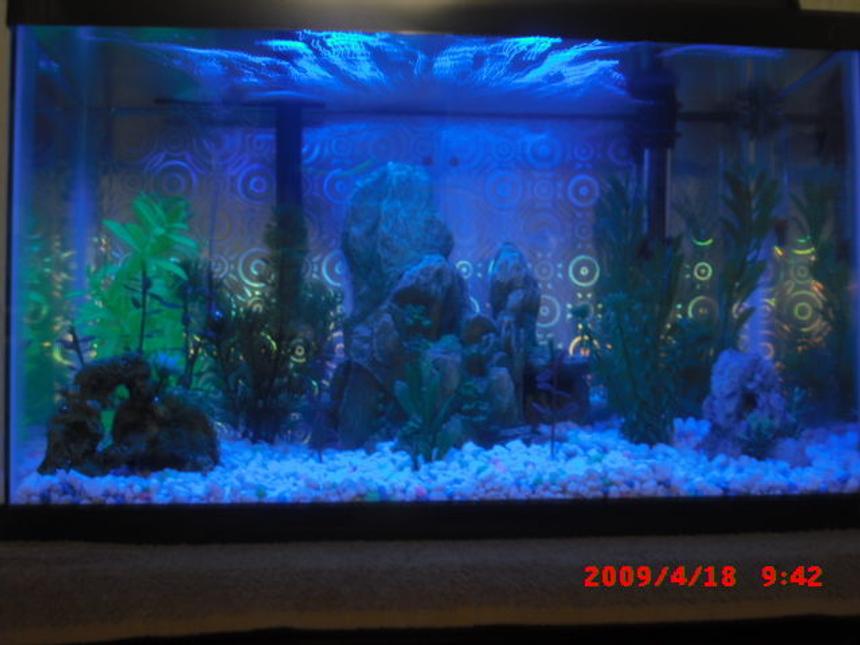 Rated #2545: 10 Gallons Freshwater Fish Tank - 1 dwarf gourami, angel fish, 2 rasboras, 3 ghost shrimp and a glowfish