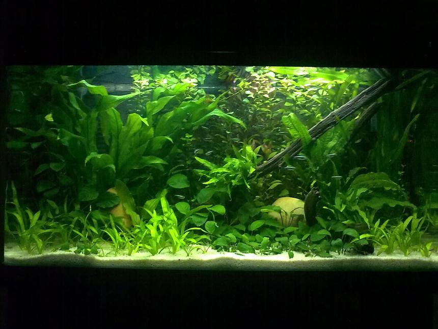 Rated #19: 55 Gallons Planted Tank - My Dwarf Chichlids small Heaven