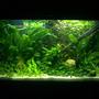 55 gallons planted tank (mostly live plants and fish) - My Dwarf Chichlids small Heaven
