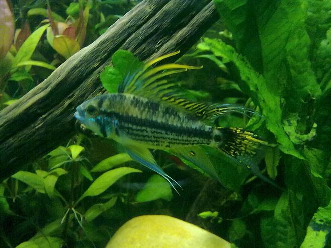 freshwater fish - apistogramma cacatuoides - orange cockatoo cichlid stocking in 55 gallons tank - Male Apistiogramma Cacautuoides
