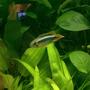 freshwater fish - apistogramma agassizi - double full red agassizi cichlid stocking in 55 gallons tank - Male Apistiogramma Aggazissi