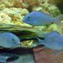 freshwater fish - cyrtocara moorii - blue dolphin cichlid stocking in 57 gallons tank - Cyrtocara Moorii Malawi Blue Dolphin My 2nd group of fish I have bought for my new tank.