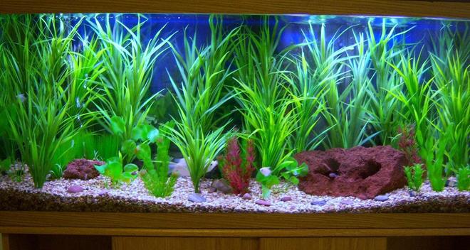 55 gallons freshwater fish tank (mostly fish and non-living decorations) - my tank