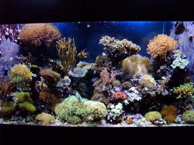 130 gallons reef tank (mostly live coral and fish) - 130 Gal Mixed Reef,close to 4 years old.