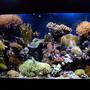 130 gallons reef tank (mostly live coral and fish) - 130 Gal Mixed Reef,close to 4 years old.