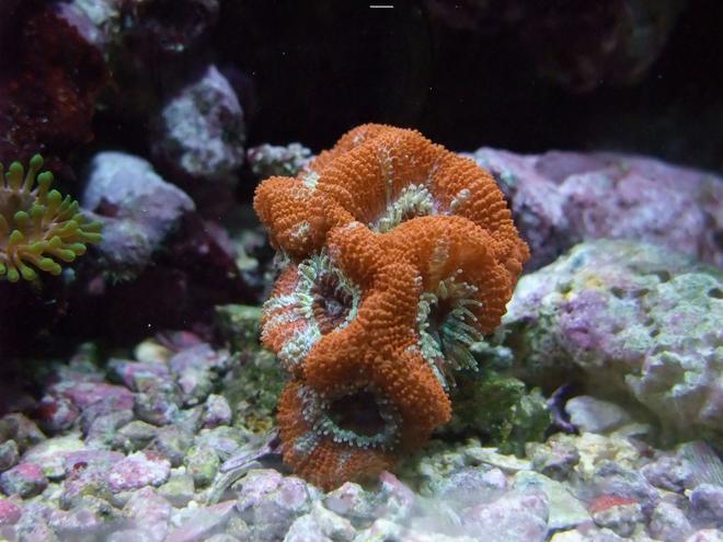 corals inverts - acanthastrea lordhowensis - aussie acan lord stocking in 130 gallons tank - Nice Little Acan :)