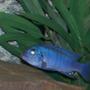 freshwater fish - metriaclima callainos - cobalt blue zebra cichlid stocking in 110 gallons tank - another pic of male Metriaclima callainos Cobalt Zebra)