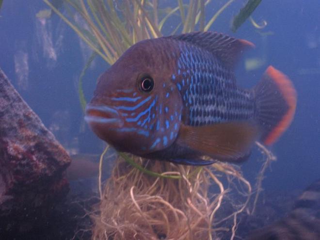 freshwater fish - aequidens rivulatus - green terror stocking in 72 gallons tank - This is my green terror named Rico.