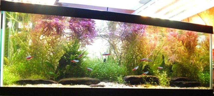 Rated #85: 30 Gallons Planted Tank - bloom