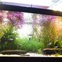 30 gallons planted tank (mostly live plants and fish) - bloom