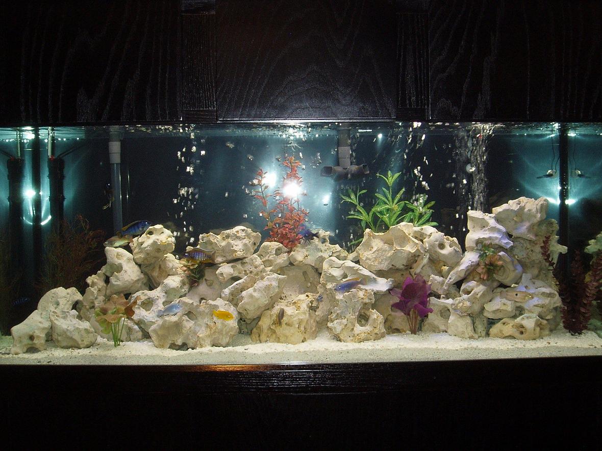 120 gallons freshwater fish tank (mostly fish and non-living decorations) - African Cichlid tank