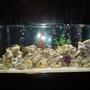 120 gallons freshwater fish tank (mostly fish and non-living decorations) - African Cichlid tank