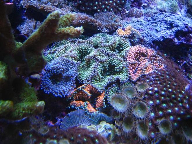 corals inverts - ricordea florida - ricordea mushroom, blue/green stocking in 90 gallons tank