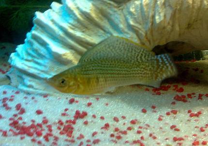 freshwater fish - poecilia latipinna - sailfin molly stocking in 57 gallons tank - My Green Sailfin Molly