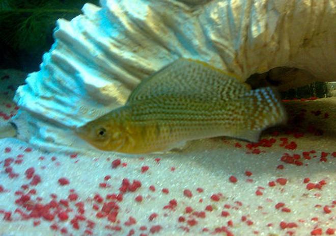 freshwater fish - poecilia latipinna - sailfin molly stocking in 57 gallons tank - My Green Sailfin Molly