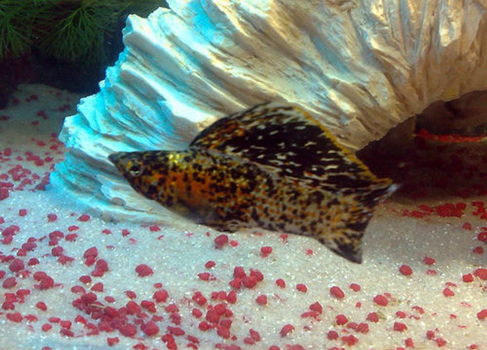 freshwater fish - poecilia latipinna - dalmatian molly stocking in 57 gallons tank - My Marble Sailfin Molly