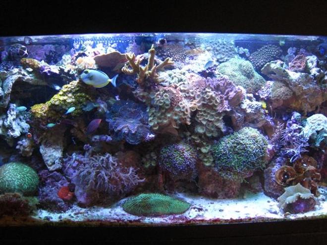 90 gallons reef tank (mostly live coral and fish) - 90 Gal Reef Tank. Photo taken 4/25/09