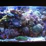 90 gallons reef tank (mostly live coral and fish) - 90 Gal Reef Tank. Photo taken 4/25/09