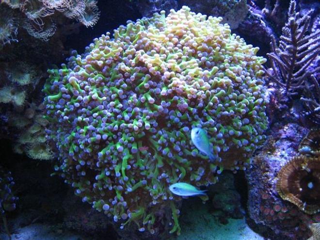 corals inverts - euphyllia paradivisa - frogspawn coral - branched stocking in 90 gallons tank - Frog Spawn w/ Chromas