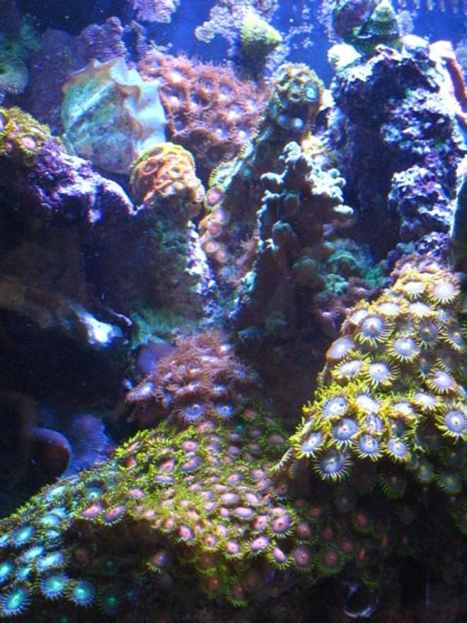 corals inverts - zoanthus sp. - colony polyp stocking in 90 gallons tank - Zoo's Farm in 90 Gal Reef - :eft side of tank