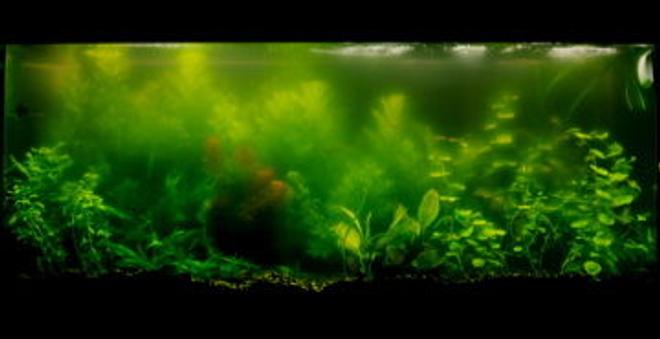 55 gallons planted tank (mostly live plants and fish) - current tank