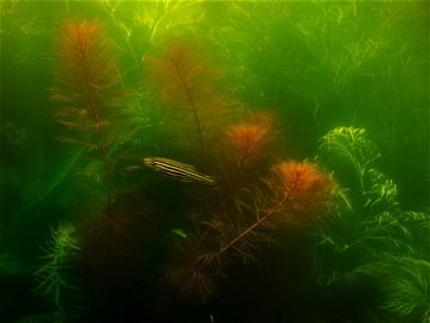 freshwater fish - danio rerio - zebra danio stocking in 55 gallons tank - red myrio and zebra danio