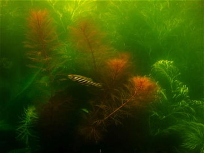 freshwater fish - danio rerio - zebra danio stocking in 55 gallons tank - red myrio and zebra danio