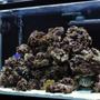 29 gallons saltwater fish tank (mostly fish, little/no live coral) - Just downgraded from a 75 gal. and put everything is this 29 Gallon - Button Polyps, Green Star Polyps, Green Ricordia, Trumpet, Frogspawn, Assorterd Mushrooms and Zoos. All are still fairly small as they were bought as frags and are only a couple of months old I plan to add alot more soon. Mated Pair of Black Ocellaris Clowns,a Sailfin Tang (for now) and a Blue Damsel. Cleaner Shrimp, Coral Banded Shrimp, Nassarius Snails, Nerite Snails, Hermits.