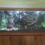 75 gallons freshwater fish tank (mostly fish and non-living decorations) - Bad camera phone picture, hope to upload better picture soon.