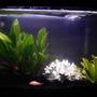 12 gallons freshwater fish tank (mostly fish and non-living decorations) - 12 gallon freshwater tank