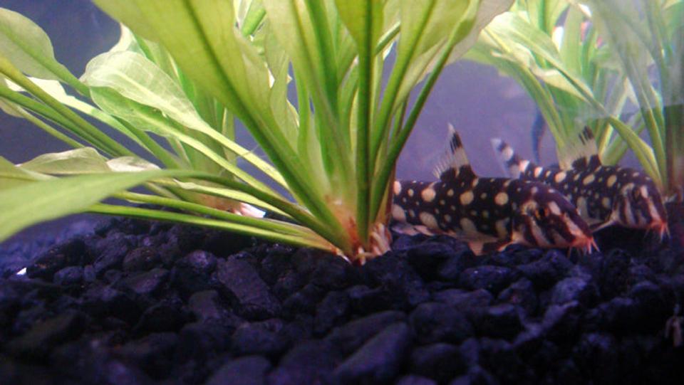 freshwater fish - botia kubotai - burmese border loach stocking in 12 gallons tank - Burmese Boarder Loach