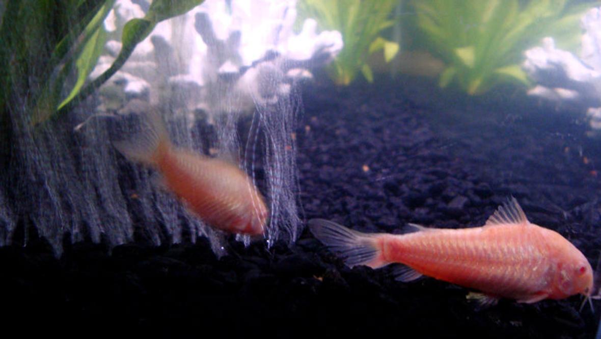 freshwater fish - corydoras aeneus - albino aeneus cory cat stocking in 12 gallons tank - Albino Cory Catfish