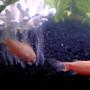 freshwater fish - corydoras aeneus - albino aeneus cory cat stocking in 12 gallons tank - Albino Cory Catfish