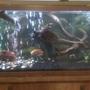 75 gallons freshwater fish tank (mostly fish and non-living decorations) - another shot