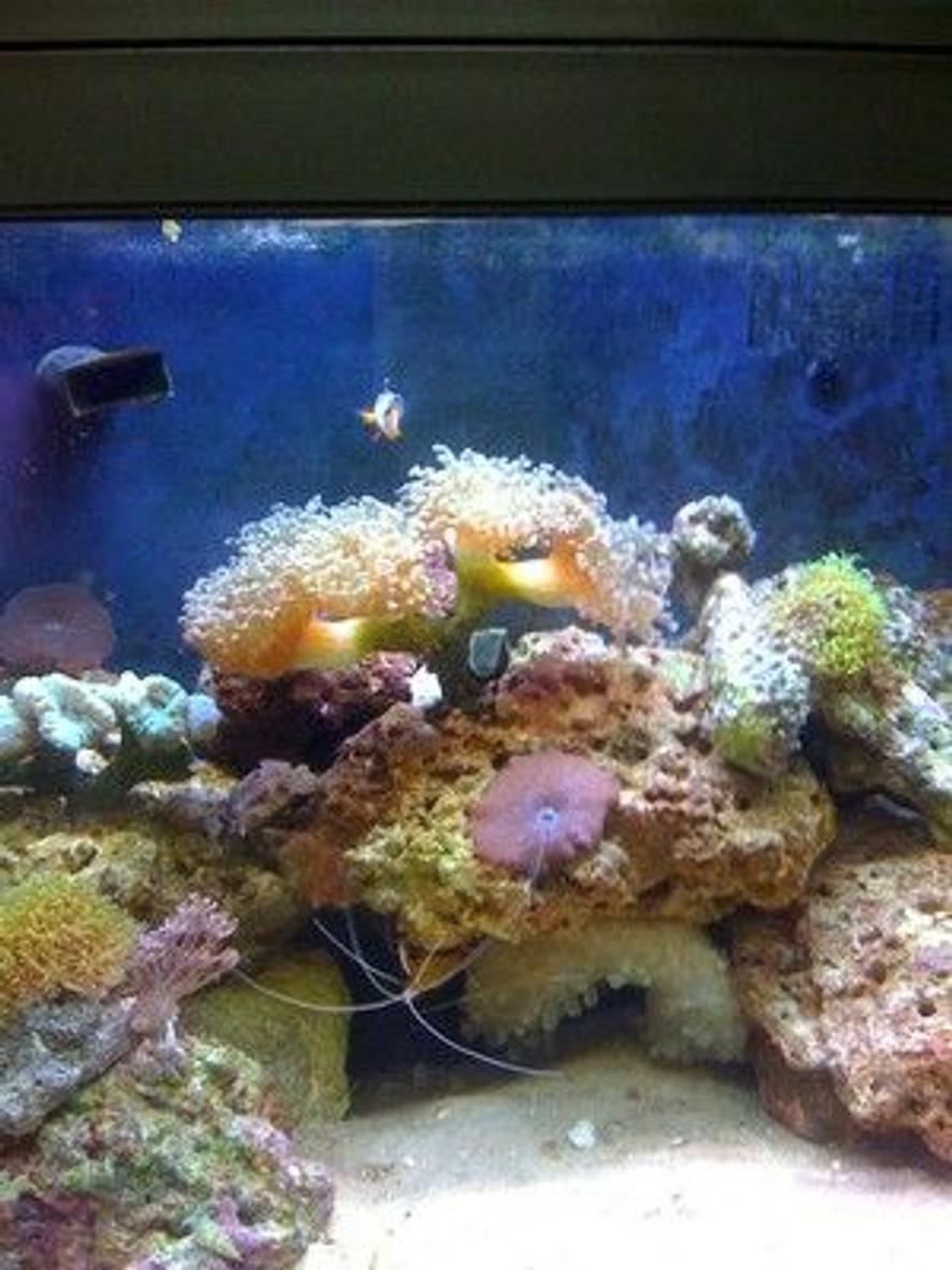 Rated #76: Corals Inverts - Actinodiscus Sp. - Red Mushroom Stocking In 14 Gallons Tank - 14 gallon biocube stocked with coral, inverts, a green bubble tip, and a pair of clowns