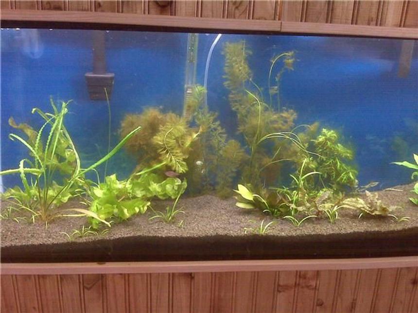 Rated #245: 55 Gallons Planted Tank - My planted tank Just installed CO2 4-27-09
