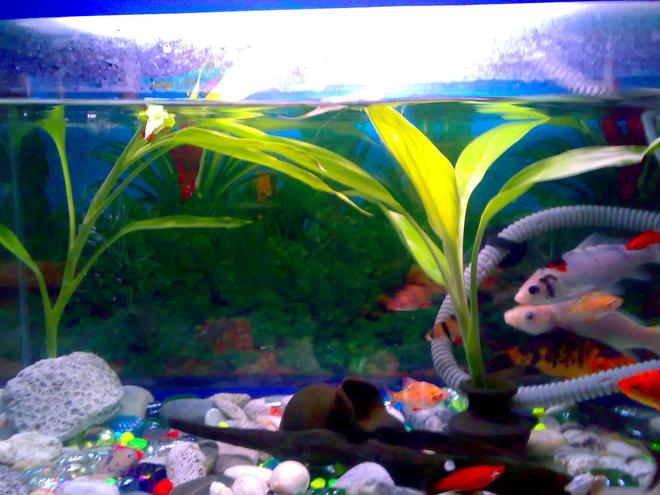 freshwater fish - botia macracantha - clown loach stocking in 15 gallons tank - other picture of my aquarium.
