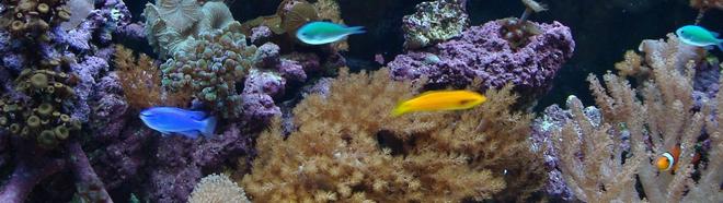 saltwater fish - chromis viridis - blue/green reef chromis stocking in 125 gallons tank - 75 gallon reef