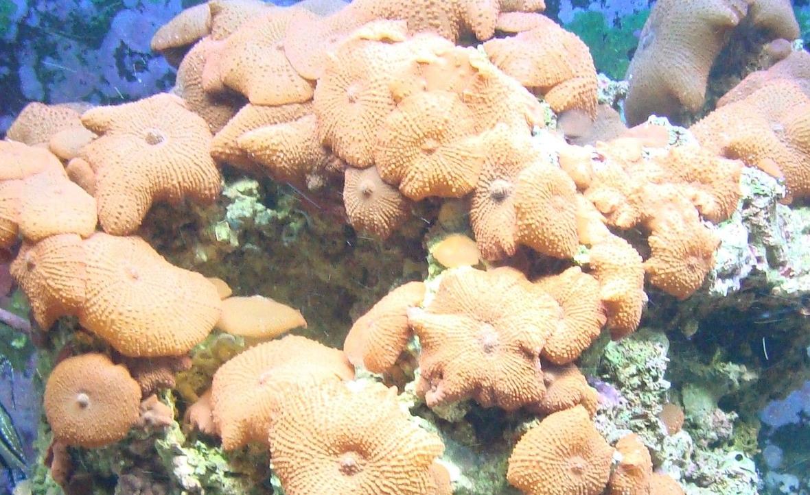 corals inverts - actinodiscus sp. - red mushroom stocking in 125 gallons tank - red mushrooms growing out of control