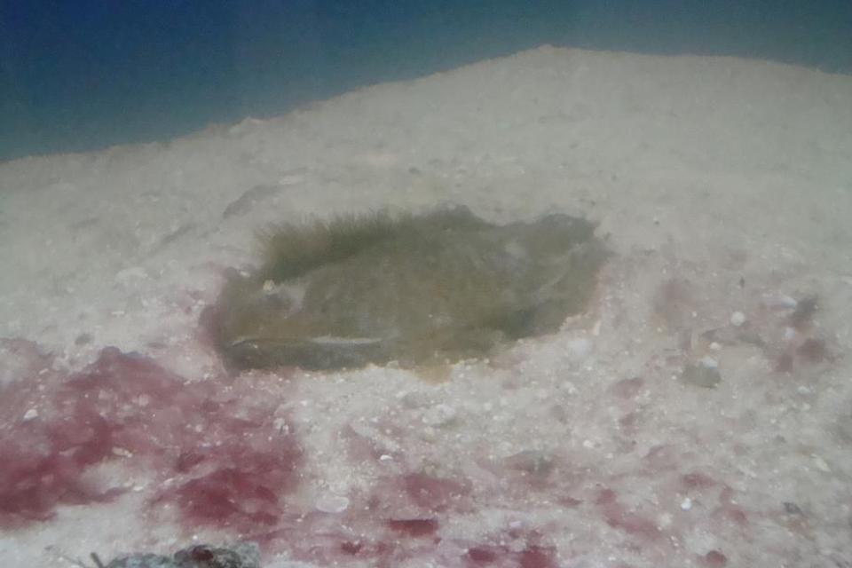 saltwater fish - chiloscyllium sp. - shark egg stocking in 55 gallons tank - AWAITING THE ARRIVAL OF JAWZ. THIS IS A BANDED SHARK EGG AT ABOUT 5 WEEKS