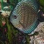 freshwater fish - symphysodon spp. - blue turquoise discus stocking in 55 gallons tank - blue Turquoise Discus